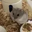 ころころのプロフィール画像
