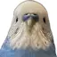ハリインコのプロフィール画像
