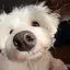 せいのプロフィール画像