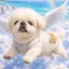 チャオのプロフィール画像