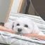 梨々華のプロフィール画像
