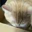 mのプロフィール画像