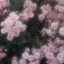 conoaのプロフィール画像