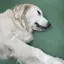 amiのプロフィール画像