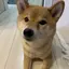 coroのプロフィール画像