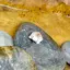 ねこすのプロフィール画像