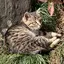 にゃんのプロフィール画像