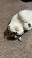 みにのプロフィール画像
