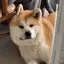 てのプロフィール画像