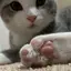 ねこさるのプロフィール画像