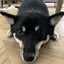 黒豆柴のプロフィール画像