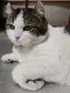 ねこねのプロフィール画像