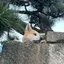 らーのプロフィール画像