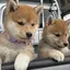 やまねこのプロフィール画像