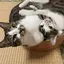 miwaのプロフィール画像