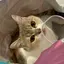 みみみみのプロフィール画像