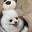 トロフィオのプロフィール画像