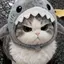 🎼のプロフィール画像