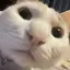 まといのプロフィール画像