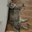 とわのプロフィール画像