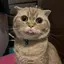 うめのプロフィール画像