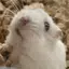 りほのプロフィール画像