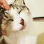 にゃんのプロフィール画像