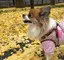 maikoのプロフィール画像