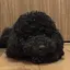 ぽぽのプロフィール画像
