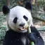 わたあめのプロフィール画像