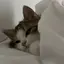chiのプロフィール画像
