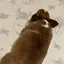 memerのプロフィール画像