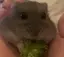 ラプのプロフィール画像