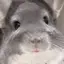 ちんちらのプロフィール画像