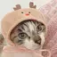 たんたんめぐのプロフィール画像