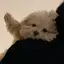 いぬぱんちのプロフィール画像