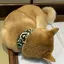 ぶたまるちゃんのプロフィール画像
