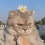 Ayakaのプロフィール画像