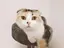 ムギのプロフィール画像