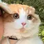 tomoeのプロフィール画像