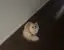 ねこのプロフィール画像
