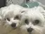 えのきのこのプロフィール画像