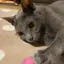 Riiのプロフィール画像