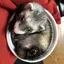 りりぃのプロフィール画像