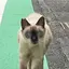 リコのプロフィール画像