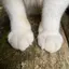 ハムのプロフィール画像