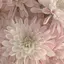 junのプロフィール画像