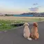 トリマーのプロフィール画像