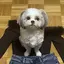 ことねことねのプロフィール画像