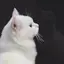 ぴのプロフィール画像